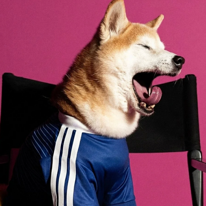 World Cup Dog Jersey — Nation Pack
