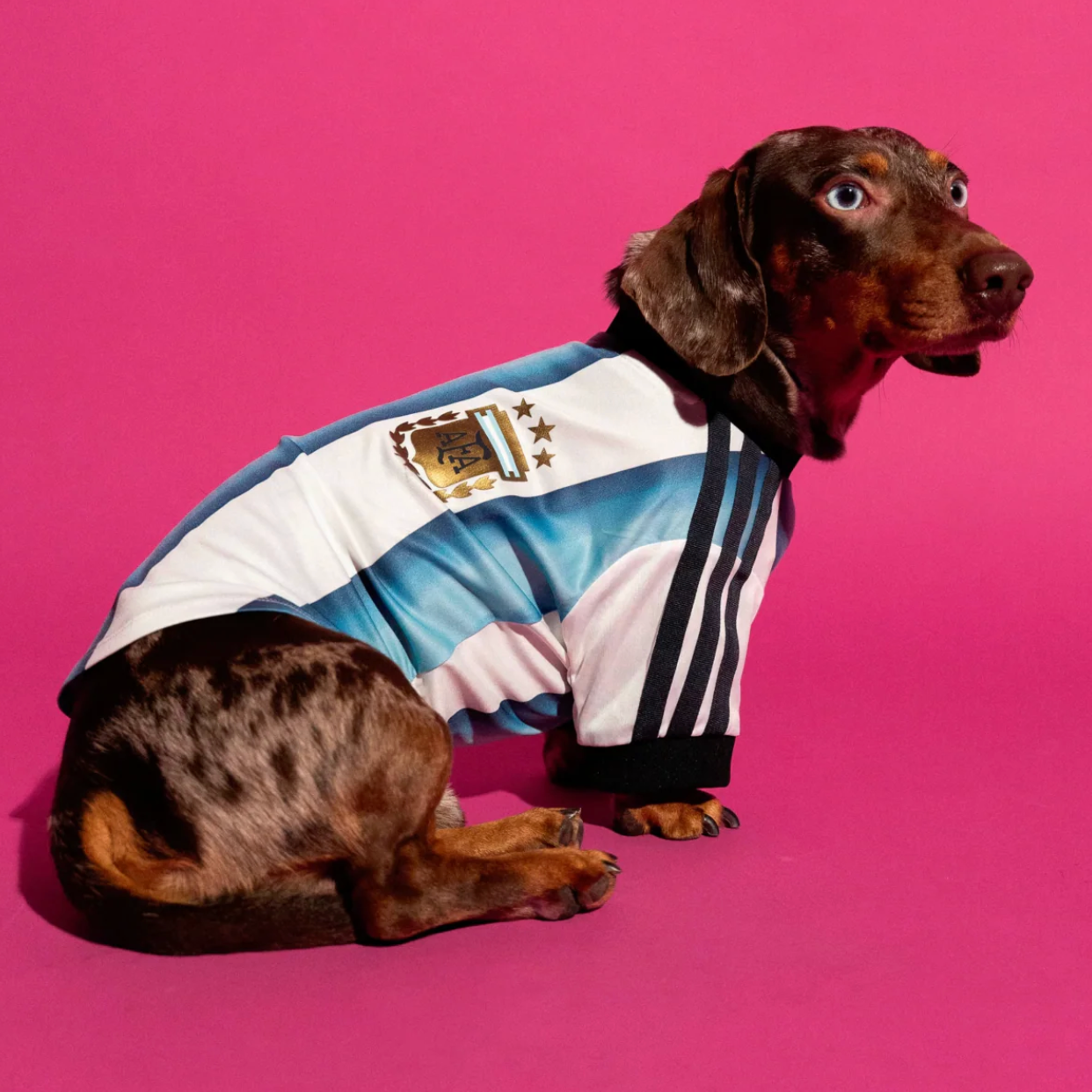 World Cup Dog Jersey — Nation Pack