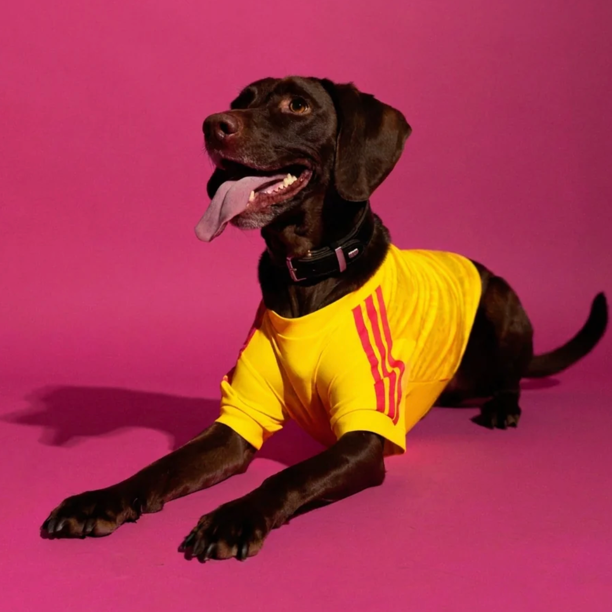 World Cup Dog Jersey — Nation Pack