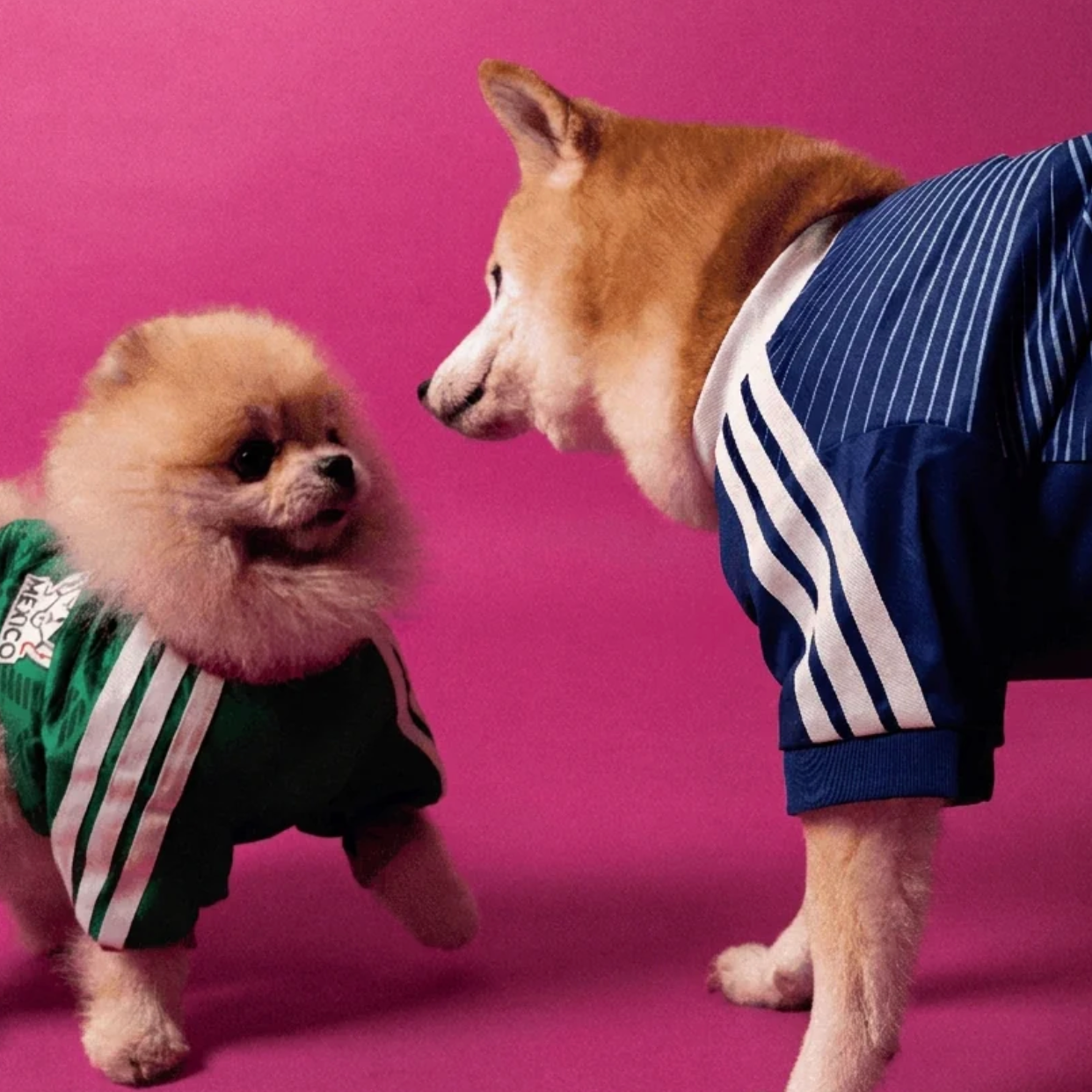 World Cup Dog Jersey — Nation Pack