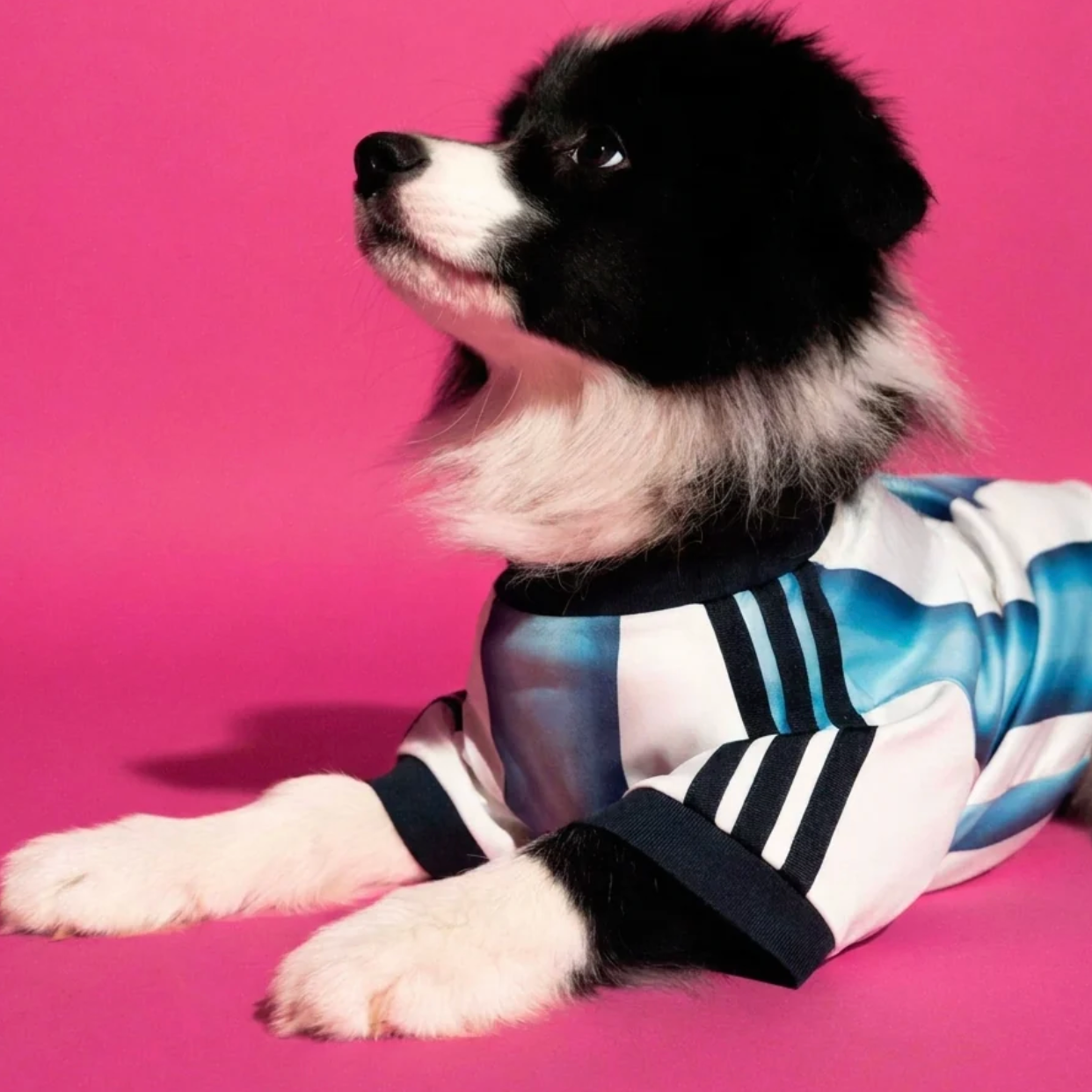 World Cup Dog Jersey — Nation Pack